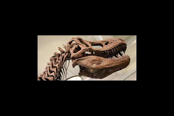 tete-squelette-tyranosaure