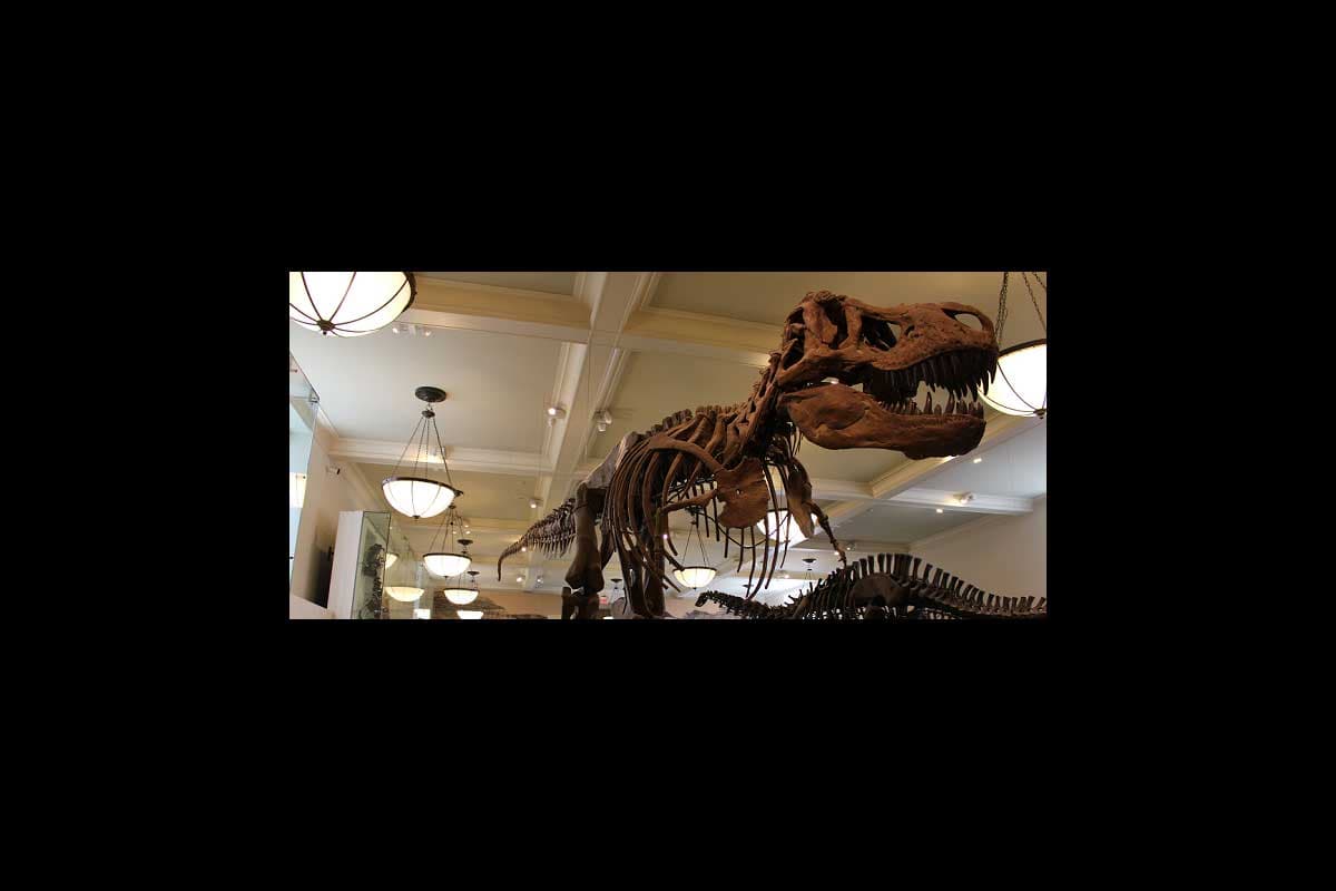 squelette-entier-tyranosaure